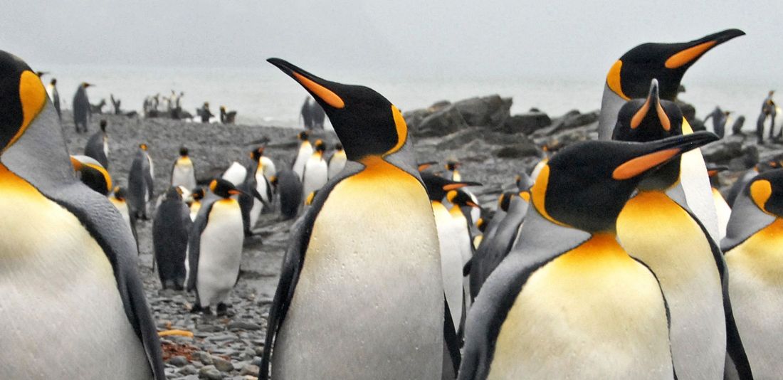 Pinguine im Urlaub in freier Wildbahn: die Top-Reiseziele